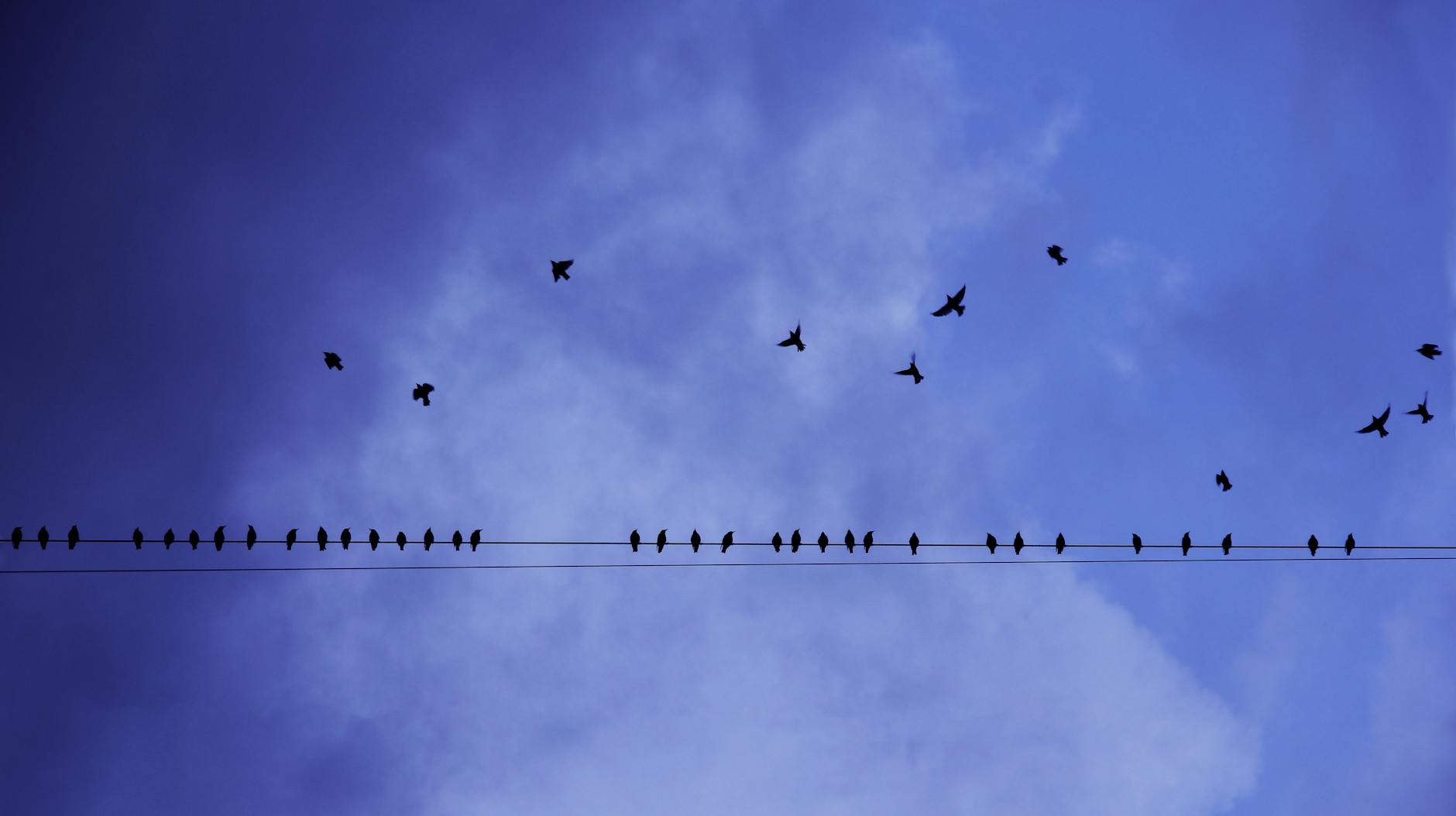 silhouette photography of birds in flight and perched on an electricity line
